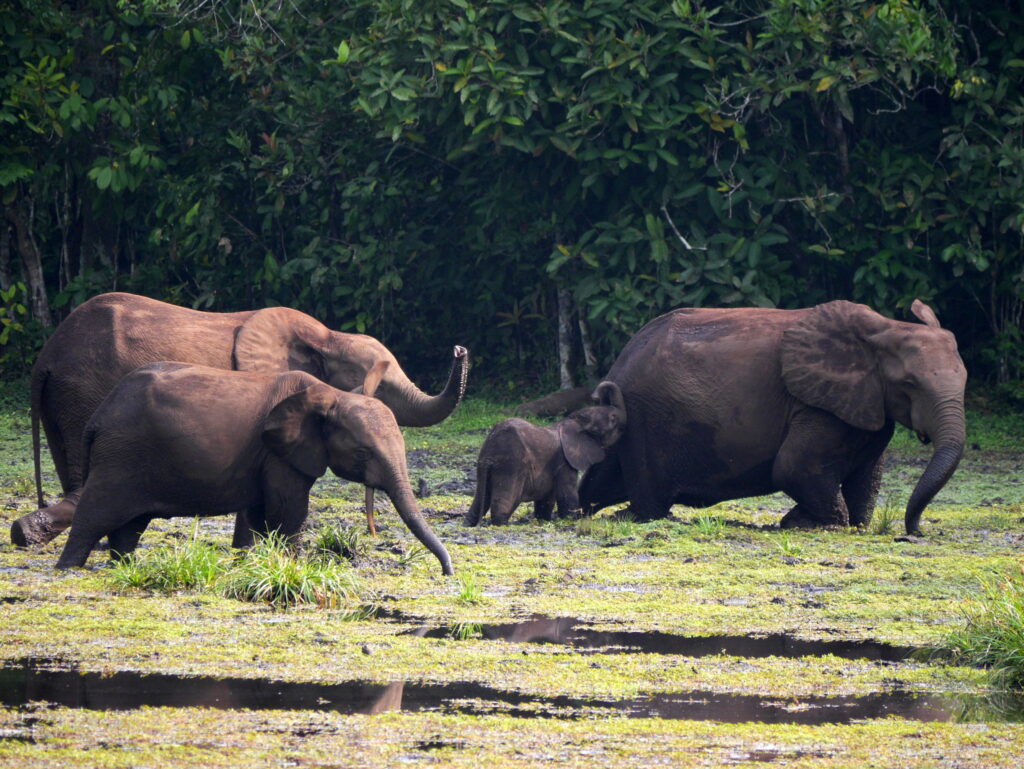 Éléphants de forêt dans une clairière du parc national d’Odzala-Kokoua.
